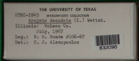 Arcyria denudata image